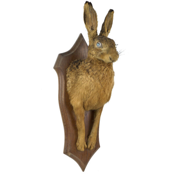 Lièvre d’Europe naturalisé monté sur écusson en bois Trophée de chasse (3/4)