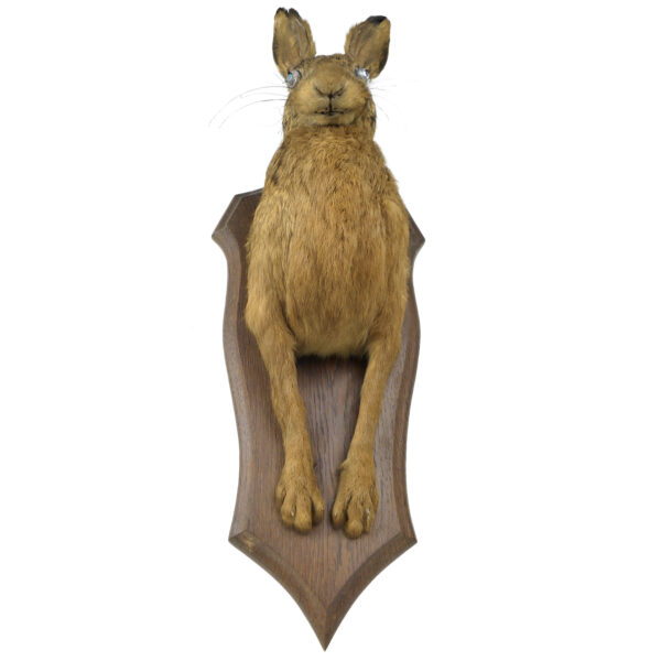 Lièvre d’Europe naturalisé monté sur écusson en bois Trophée de chasse (face)