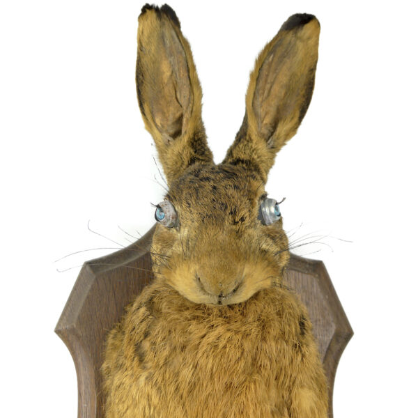 Lièvre d’Europe naturalisé monté sur écusson en bois Trophée de chasse (face)