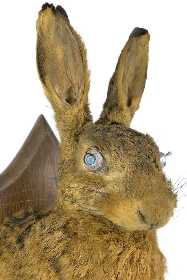Lièvre d’Europe naturalisé monté sur écusson en bois Trophée de chasse (3/4)
