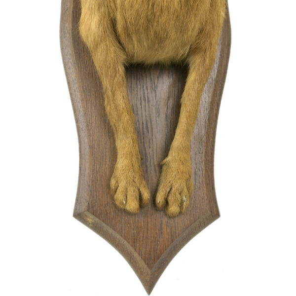 Lièvre d’Europe naturalisé monté sur écusson en bois Trophée de chasse (détail)