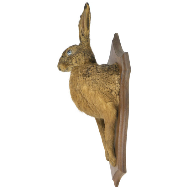 Lièvre d’Europe naturalisé monté sur écusson en bois Trophée de chasse (profil)