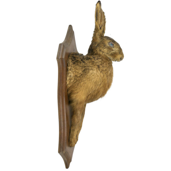 Lièvre d’Europe naturalisé monté sur écusson en bois Trophée de chasse (profil)