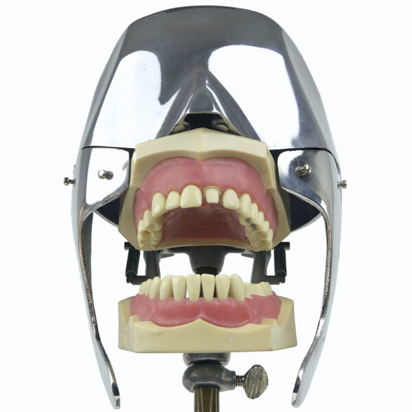 Tête fantôme dentaire vintage des années 60/70 Curiosité médicale (détail)