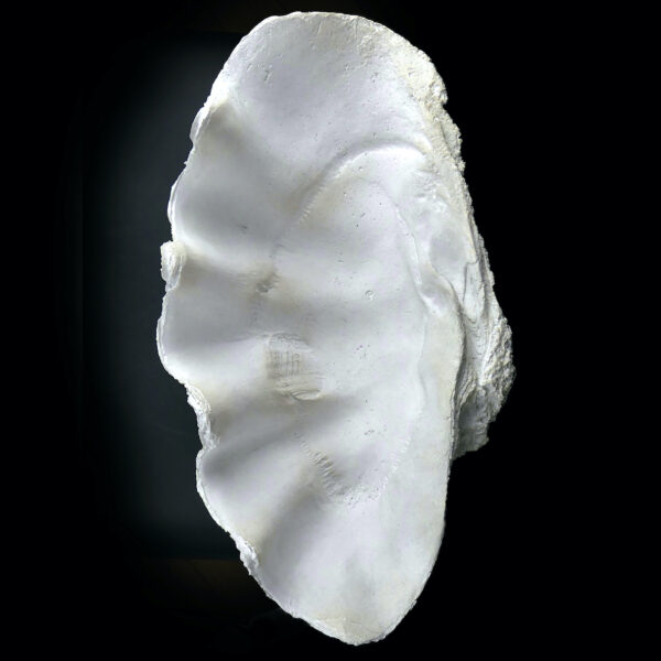 Reproduction bénitier géant en résine - Moulage Tridacna gigas Curiosité (dessus)