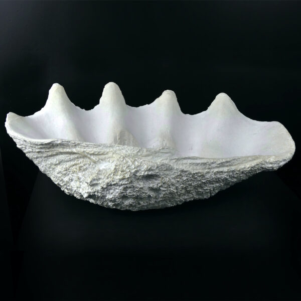 Reproduction bénitier géant en résine - Moulage Tridacna gigas Curiosité (dos)
