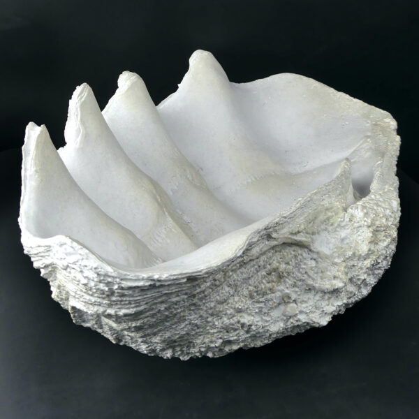 Reproduction bénitier géant en résine - Moulage Tridacna gigas Curiosité (3/4 dos)