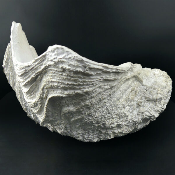 Reproduction bénitier géant en résine - Moulage Tridacna gigas Curiosité (profil)