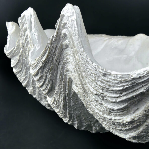 Reproduction bénitier géant en résine - Moulage Tridacna gigas Curiosité (détail)