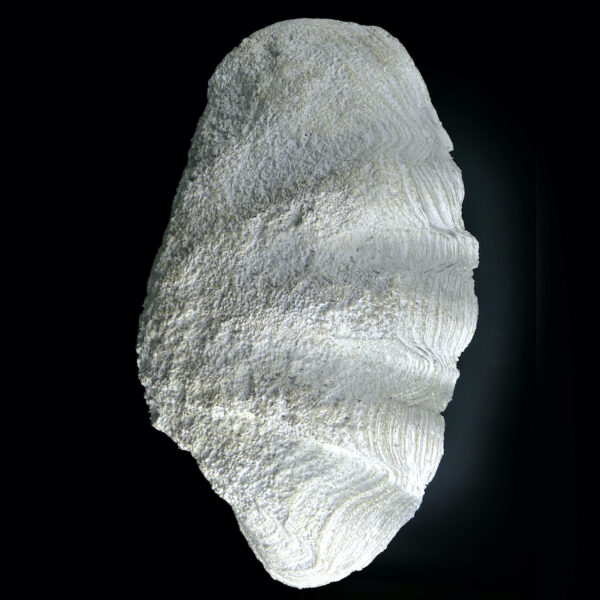 Reproduction bénitier géant en résine - Moulage Tridacna gigas Curiosité (dessous)