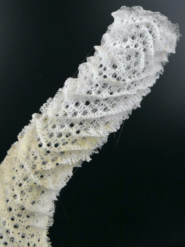 Éponge siliceuse blanche sur socle en bois tourné noir Curiosité de la mer (détail)