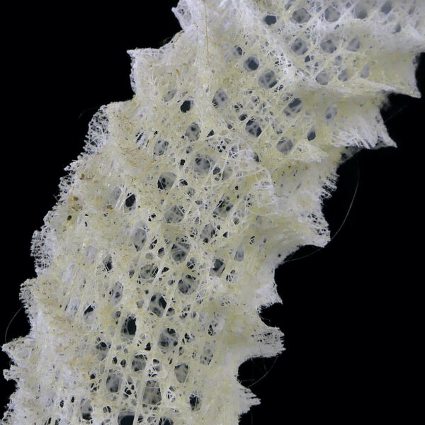 Éponge siliceuse blanche sur socle en bois tourné noir Curiosité de la mer (détail)