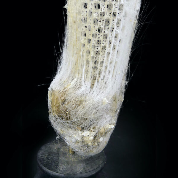 Éponge siliceuse blanche sur socle en bois tourné noir Curiosité de la mer (détail)