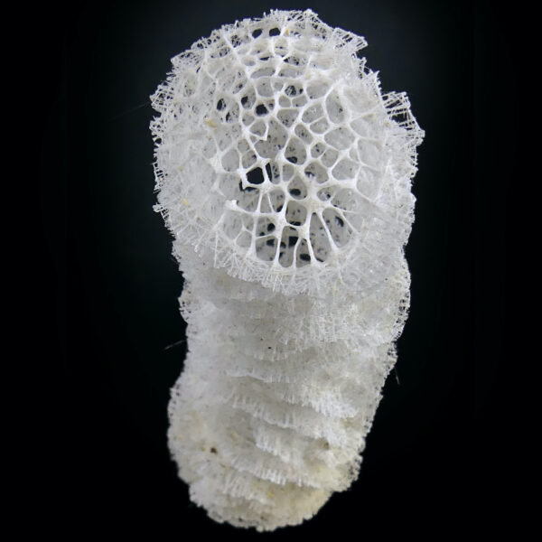 Éponge siliceuse blanche sur socle en bois tourné noir Curiosité de la mer (dessus)
