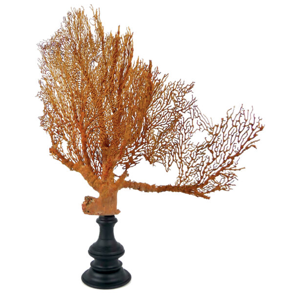 Grande gorgone rouge double Gorgonian sur pied massif noir (3/4)