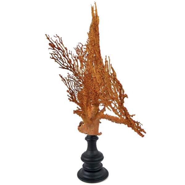Grande gorgone rouge double Gorgonian sur pied massif noir (profil)