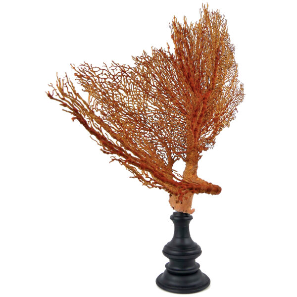 Grande gorgone rouge double Gorgonian sur pied massif noir (3/4)