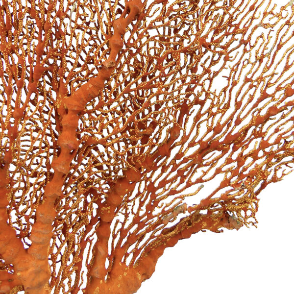 Grande gorgone rouge double Gorgonian sur pied massif noir (détail)