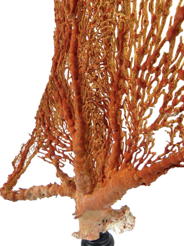 Grande gorgone rouge double Gorgonian sur pied massif noir (détail)