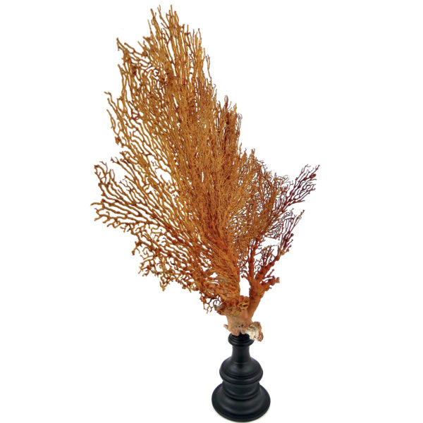 Grande gorgone rouge double Gorgonian sur pied massif noir (3/4)