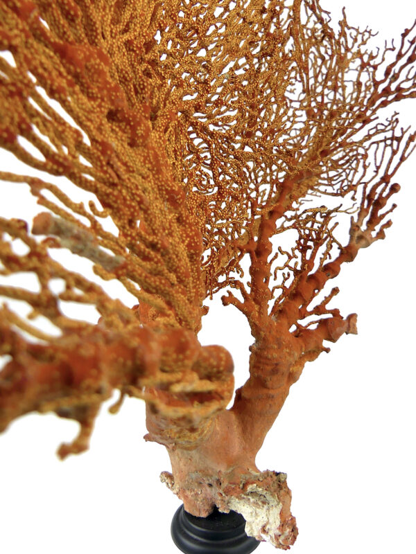 Grande gorgone rouge double Gorgonian sur pied massif noir (détail)