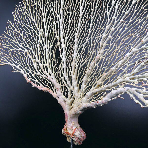 Gorgone blanche Gorgonian sur pied en bois tourné noir (détail)