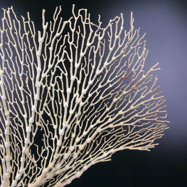 Gorgone blanche Gorgonian sur pied en bois tourné noir (détail)