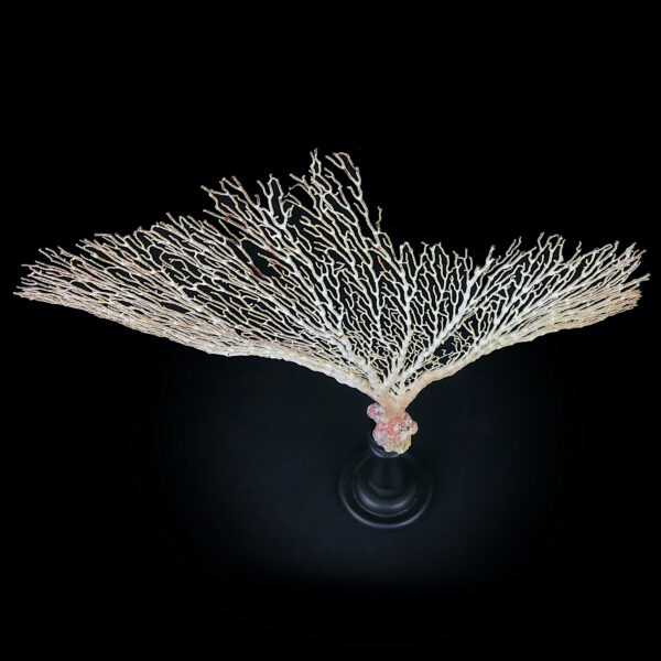 Gorgone blanche Gorgonian sur pied en bois tourné noir (dessus)