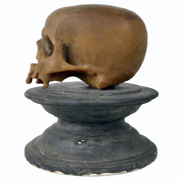 Céroplastie ancienne vanité rare crâne en cire sur piédouche (profil)