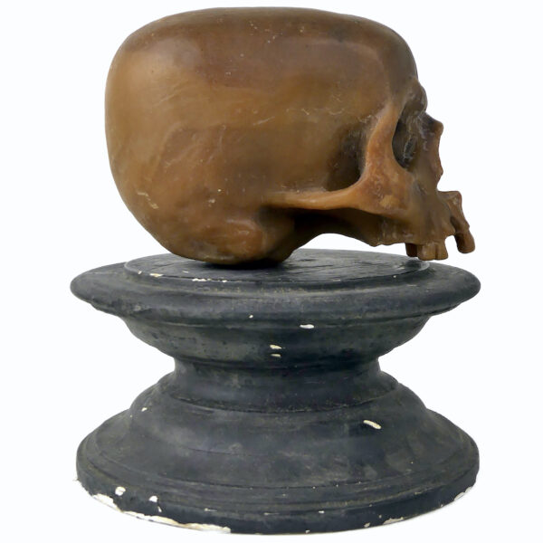 Céroplastie ancienne vanité rare crâne en cire sur piédouche (profil)