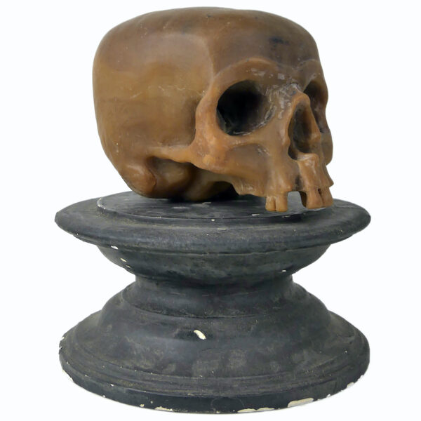 Céroplastie ancienne vanité rare crâne en cire sur piédouche (3/4)