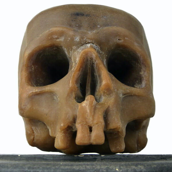 Céroplastie ancienne vanité rare crâne en cire sur piédouche (face)