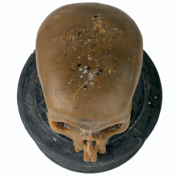 Céroplastie ancienne vanité rare crâne en cire sur piédouche (dessus)