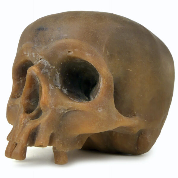 Céroplastie ancienne vanité rare crâne en cire sur piédouche (3/4)