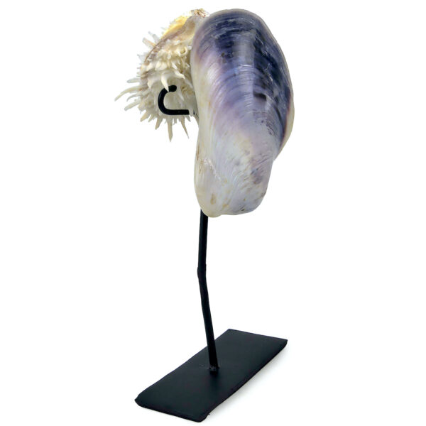 Moule et spondylus sur socle - Épibiose - Philippines - Curiosité (3/4)