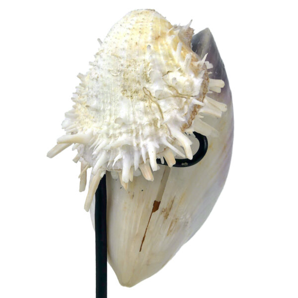 Moule et spondylus sur socle - Épibiose - Philippines - Curiosité (détail)