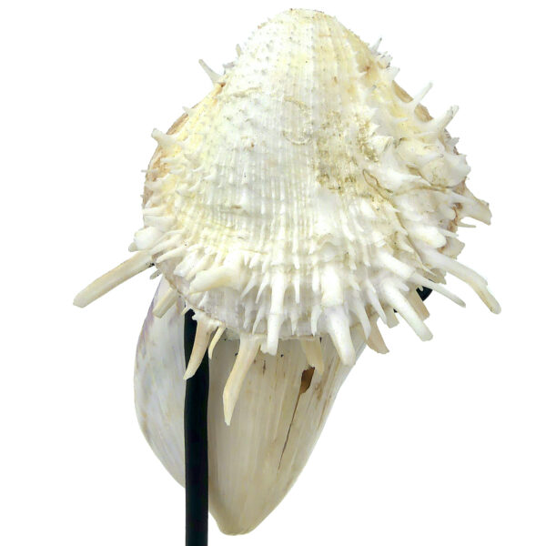 Moule et spondylus sur socle - Épibiose - Philippines - Curiosité (détail)