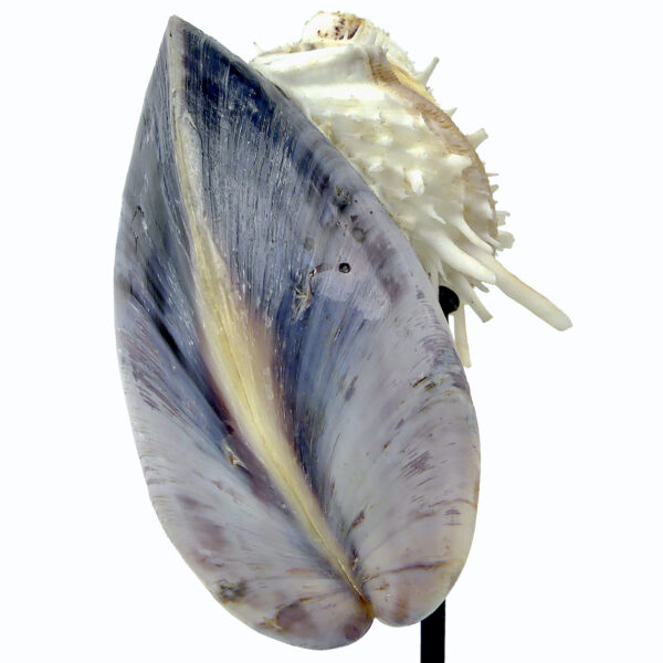 Moule et spondylus sur socle - Épibiose - Philippines - Curiosité (détail)