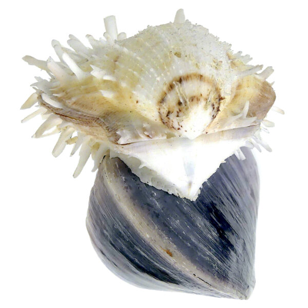 Moule et spondylus sur socle - Épibiose - Philippines - Curiosité (détail)