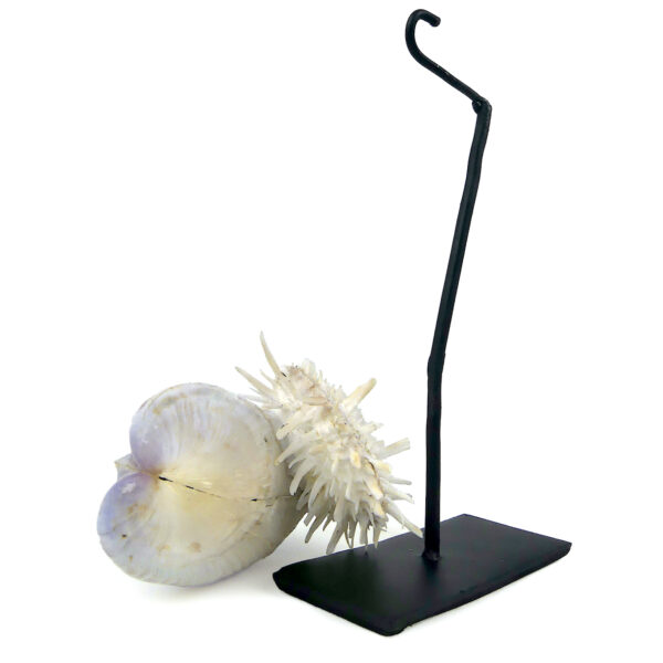 Moule et spondylus sur socle - Épibiose - Philippines - Curiosité (détail)