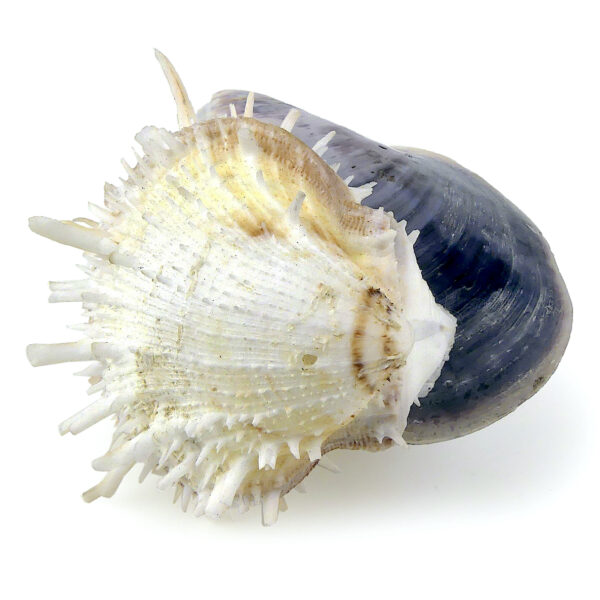 Moule et spondylus sur socle - Épibiose - Philippines - Curiosité (détail)