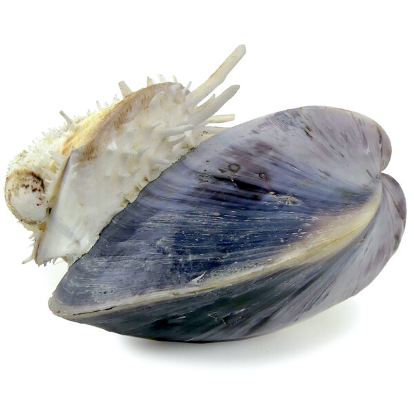 Moule et spondylus sur socle - Épibiose - Philippines - Curiosité (détail)